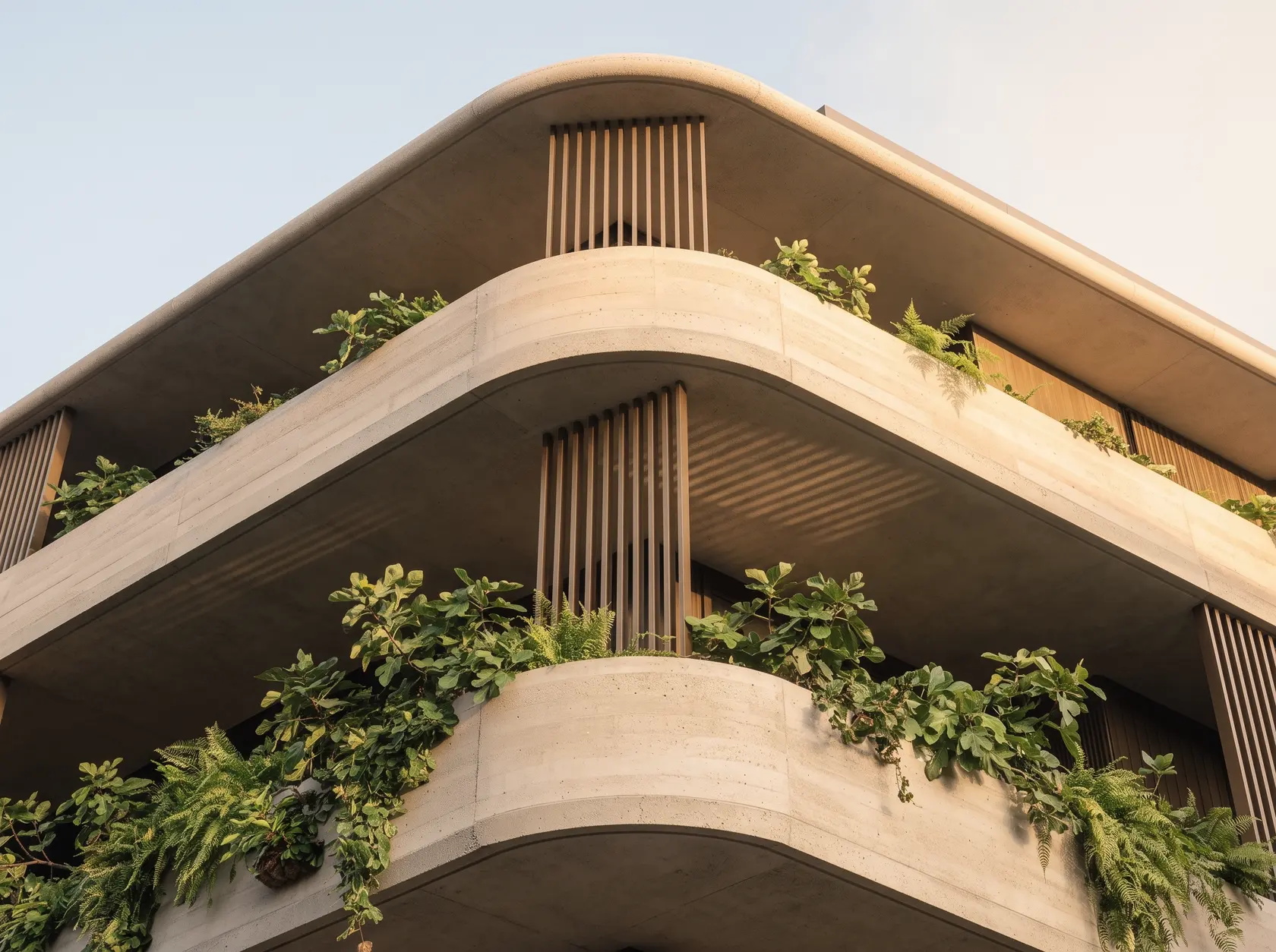 Looking up at rounded slab edges of board-formed concrete, trailing figs spilling from the planters and bronze battens striping the soffit.